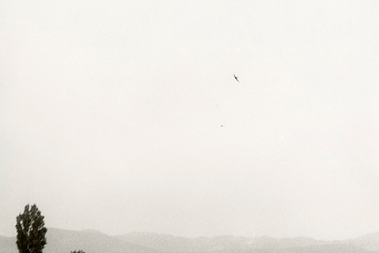 Erakusketa ARTIUM-en: "Jochen Lempert. Local Ecology"