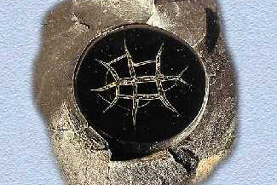 Fosil eta Mineral Museoa